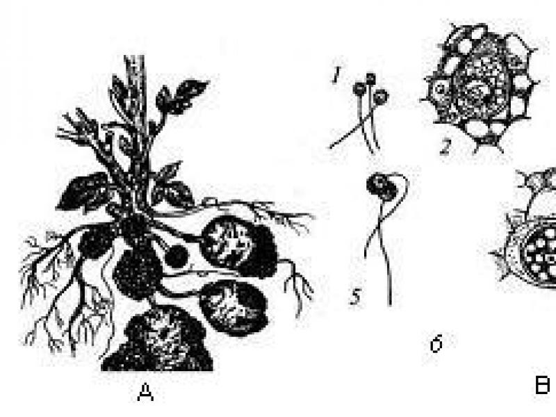 Жгутиковые водоросли Низшие растения, или Водоросли